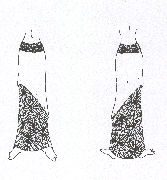 disenno6